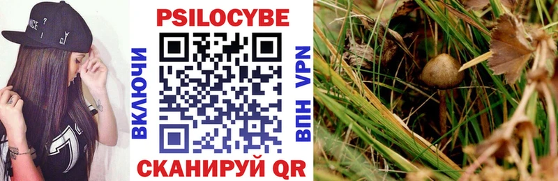 где купить наркоту  Каргополь  Псилоцибиновые грибы Psilocybine cubensis 
